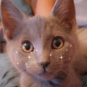 Meet your Posher, Tara